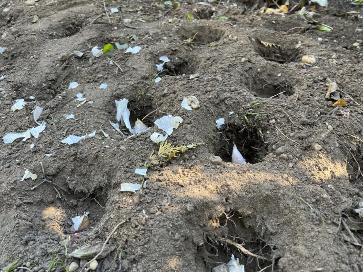 Garlic bulbs in planting holes in a Long Island, N.Y., garden.