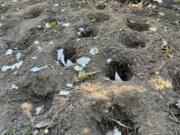 Garlic bulbs in planting holes in a Long Island, N.Y., garden.