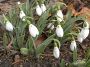 A bloom of snowdrops appear in winter in Westchester County, N.Y.