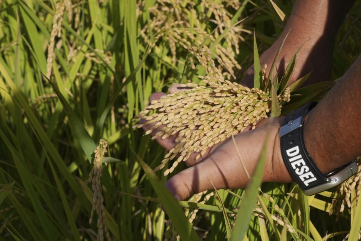 A manager at Saitama&rsquo;s Agricultural Technology Research Centre shows grains of new variety of rice &ldquo;Emihokoro&rdquo; in Kumagaya, Japan on Sept. 26, 2024.