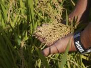 A manager at Saitama&rsquo;s Agricultural Technology Research Centre shows grains of new variety of rice &ldquo;Emihokoro&rdquo; in Kumagaya, Japan on Sept. 26, 2024.