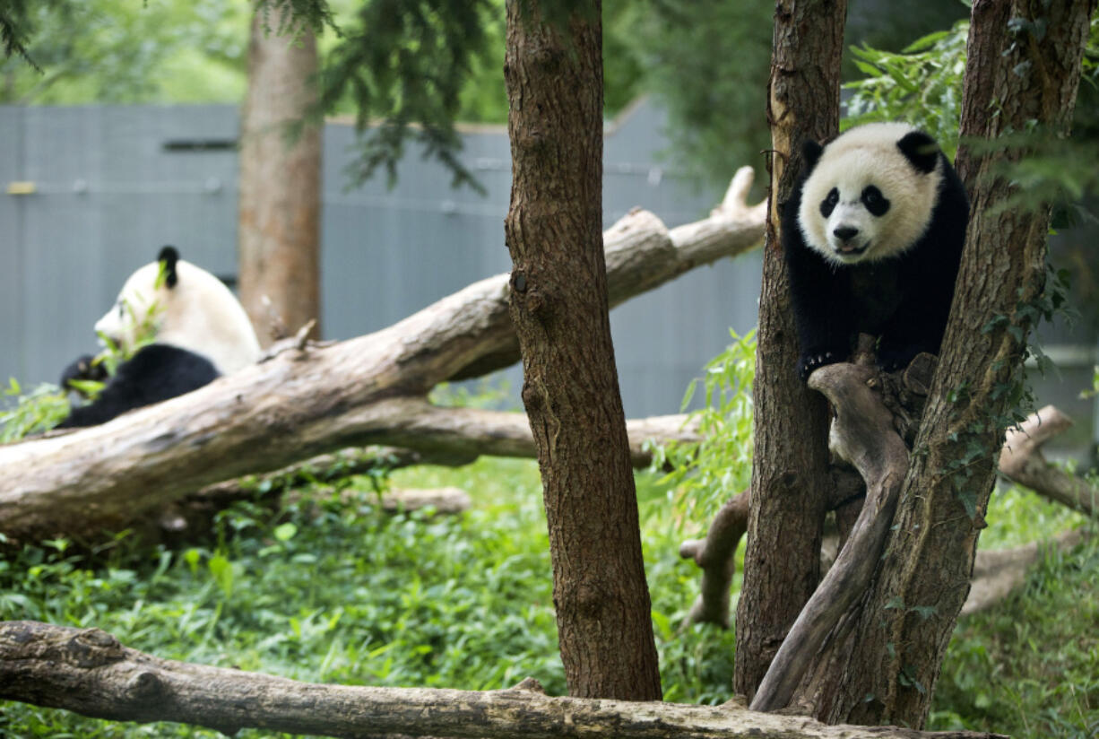 FILE- Panda cub Bao Bao, right, and her mother Mei Xiang are seen in their habitat at the National Zoo in Washington, Aug. 23, 2014.