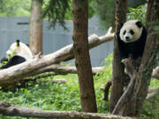 FILE- Panda cub Bao Bao, right, and her mother Mei Xiang are seen in their habitat at the National Zoo in Washington, Aug. 23, 2014.