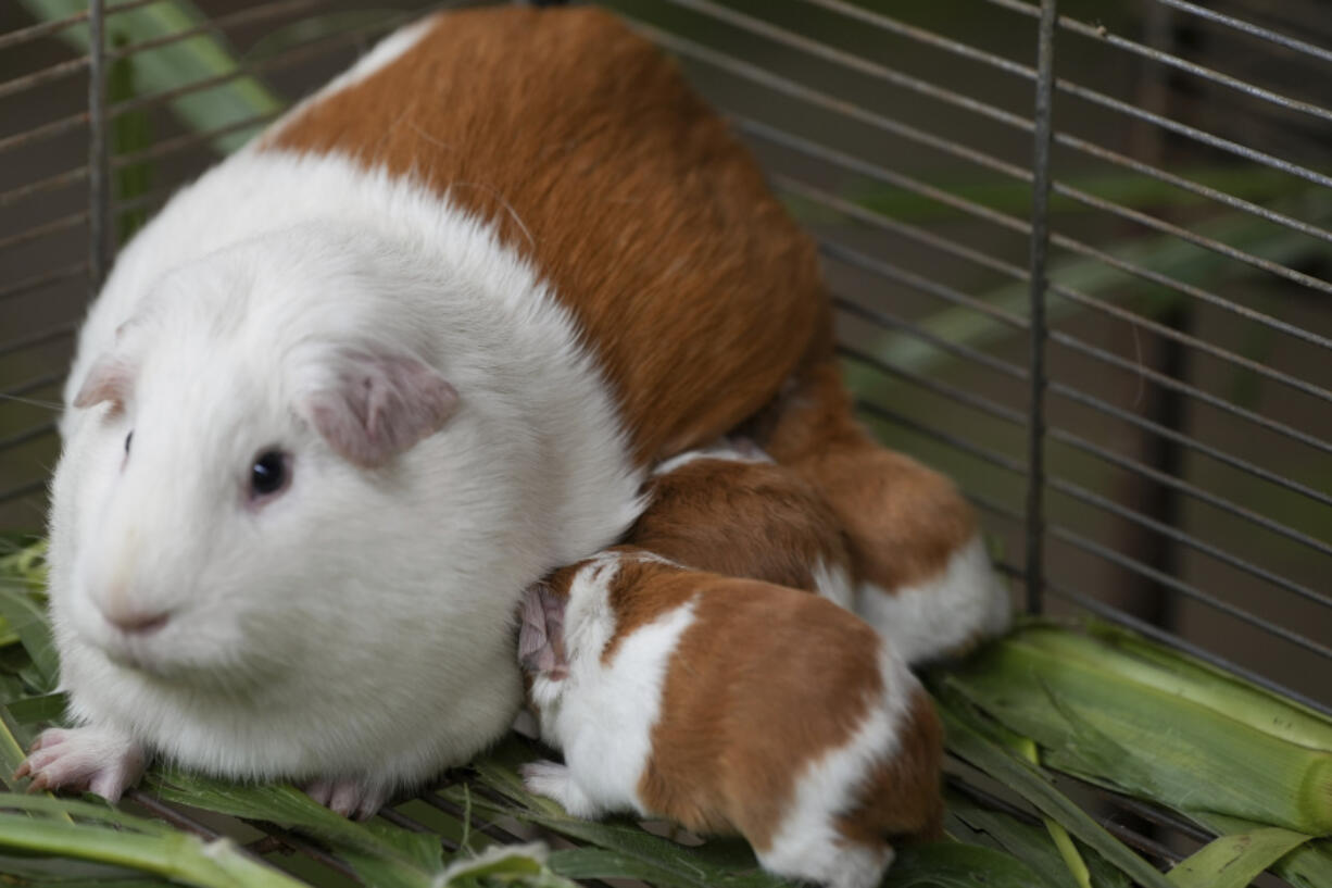 Peru Guinea Pigs are bred at an agricultural research farm for distribution to farms across the country, in Lima, Peru, Thursday, Oct. 3, 2024. Peruvian guinea pigs, locally known as &#039;cuy,&#039; have been traditionally raised for meat consumption since pre-Inca times.