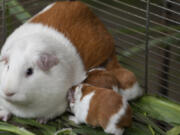 Peru Guinea Pigs are bred at an agricultural research farm for distribution to farms across the country, in Lima, Peru, Thursday, Oct. 3, 2024. Peruvian guinea pigs, locally known as &#039;cuy,&#039; have been traditionally raised for meat consumption since pre-Inca times.