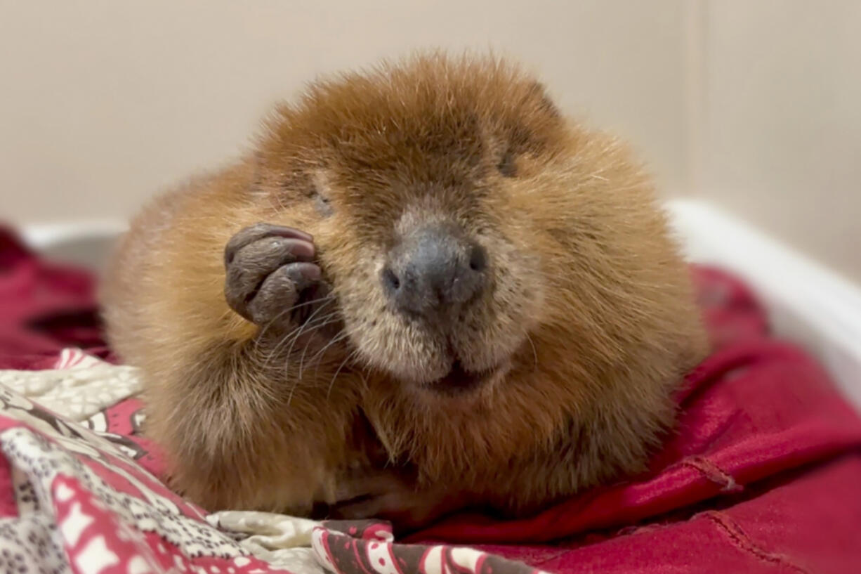 This October 2024 photo provided by Newhouse Wildlife Rescue shows Nibi, a 1-year-old beaver, at the Newhouse Wildlife Rescue in Chelmsford, Mass.