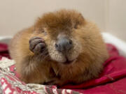 This October 2024 photo provided by Newhouse Wildlife Rescue shows Nibi, a 1-year-old beaver, at the Newhouse Wildlife Rescue in Chelmsford, Mass.