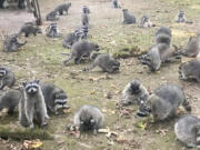 This image made from a video provided by the Kitsap County Sheriff's Office shows a large group of raccoons on a woman's property in Poulsbo, Wash.