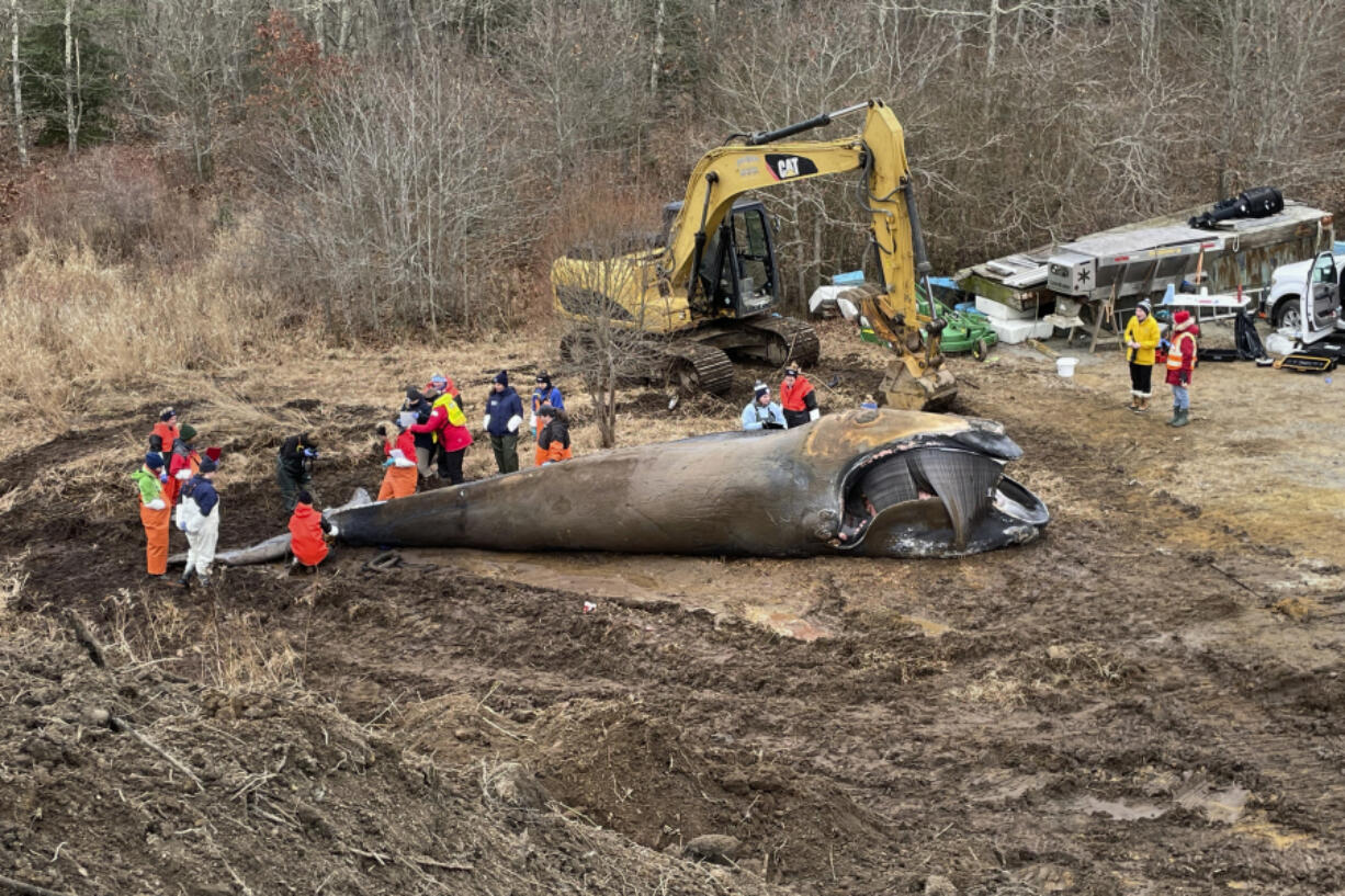 This image provided by NOAA Fisheries shows scientists and researchers performing a necropsy on a North Atlantic right whale, which was found dead off Joseph Sylvia State Beach in January 2024, on Feb. 2, 2024, on Martha&#039;s Vineyard, Mass.