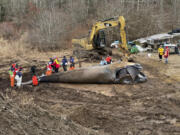 This image provided by NOAA Fisheries shows scientists and researchers performing a necropsy on a North Atlantic right whale, which was found dead off Joseph Sylvia State Beach in January 2024, on Feb. 2, 2024, on Martha&#039;s Vineyard, Mass.