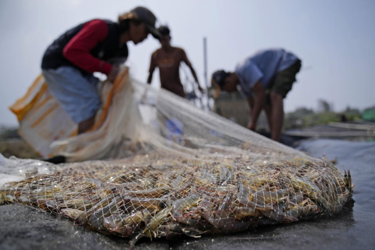 Workers harvest shrimps at a farm in Kebumen, Central Java, Indonesia, Tuesday, Sept. 24, 2024.