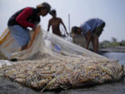 Workers harvest shrimps at a farm in Kebumen, Central Java, Indonesia, Tuesday, Sept. 24, 2024.