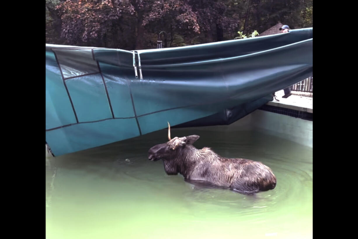 This image taken from video provided by the Bedford, N.H., Police Department, shows a moose being freed after it was stuck in a residential swimming pool, Thursday Oct. 3, 2024, in Bedford.