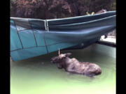 This image taken from video provided by the Bedford, N.H., Police Department, shows a moose being freed after it was stuck in a residential swimming pool, Thursday Oct. 3, 2024, in Bedford.