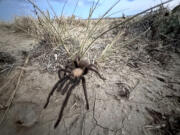 A male tarantula looks for a mate on the plains Sept. 27 near La Junta, Colo.