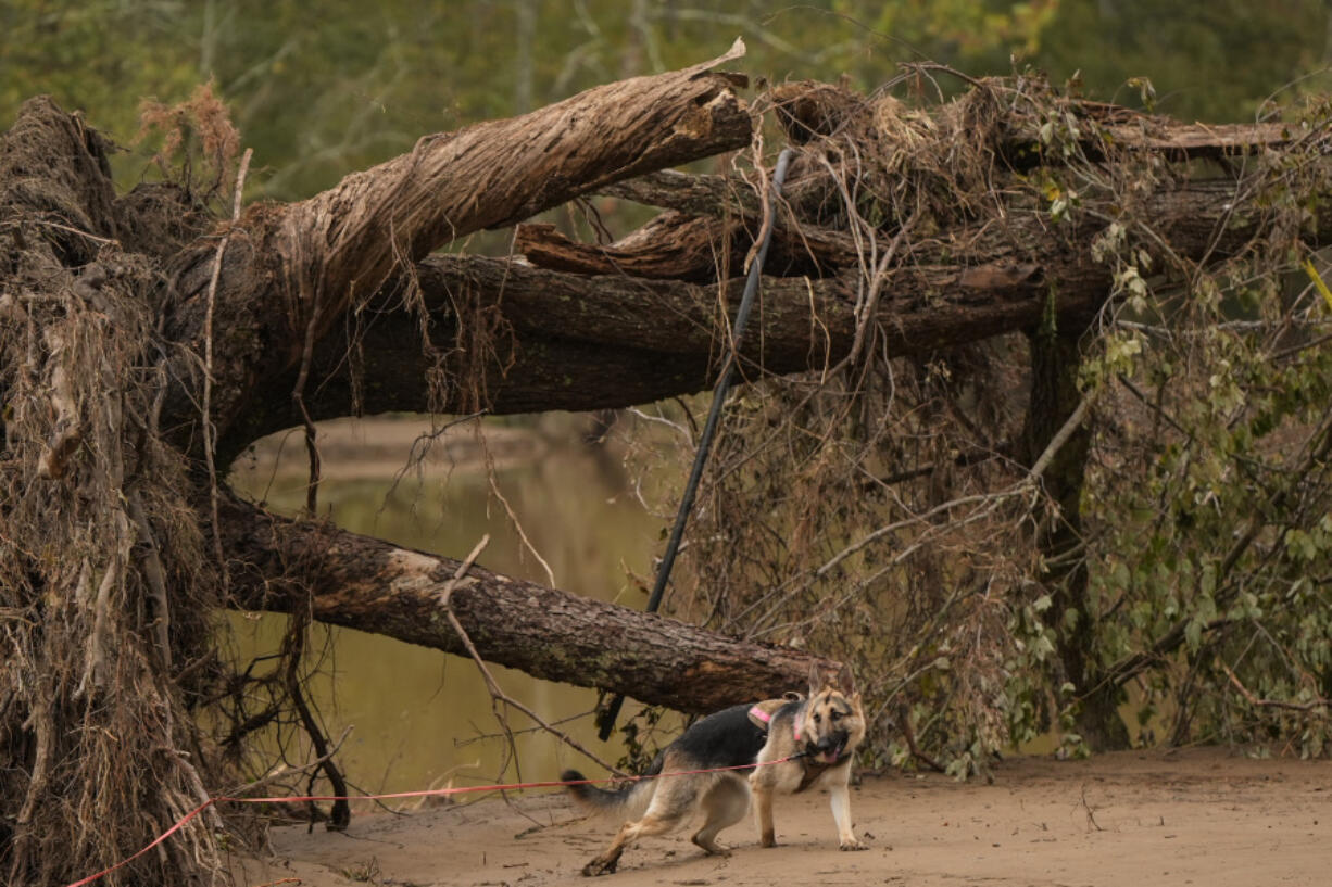 A search and rescue dog searches for victims in the aftermath of Hurricane Helene, Tuesday, Oct. 1, 2024, in Swannanoa, N.C.