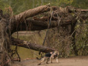 A search and rescue dog searches for victims in the aftermath of Hurricane Helene, Tuesday, Oct. 1, 2024, in Swannanoa, N.C.