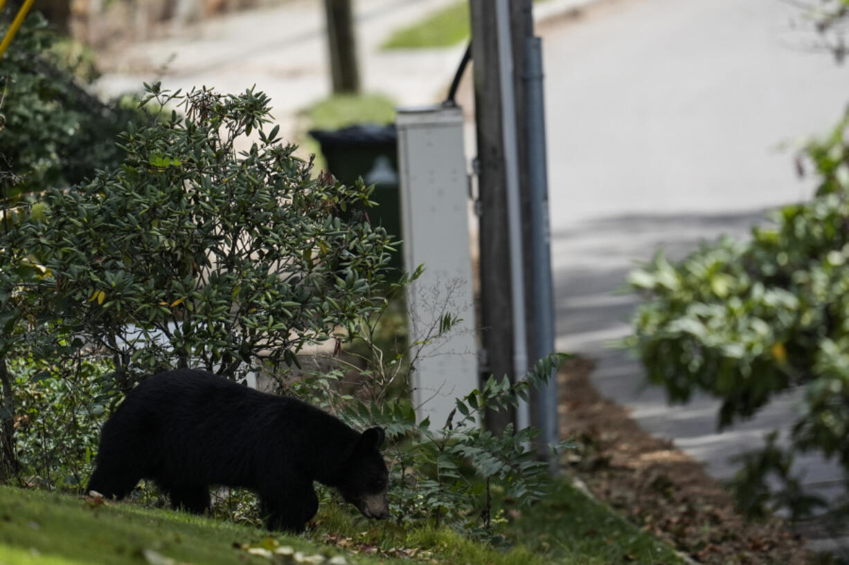 A Black bear walks through a neighborhood in the aftermath of Hurricane Helene, Monday, Sept. 30, 2024, in Ashville, N.C.