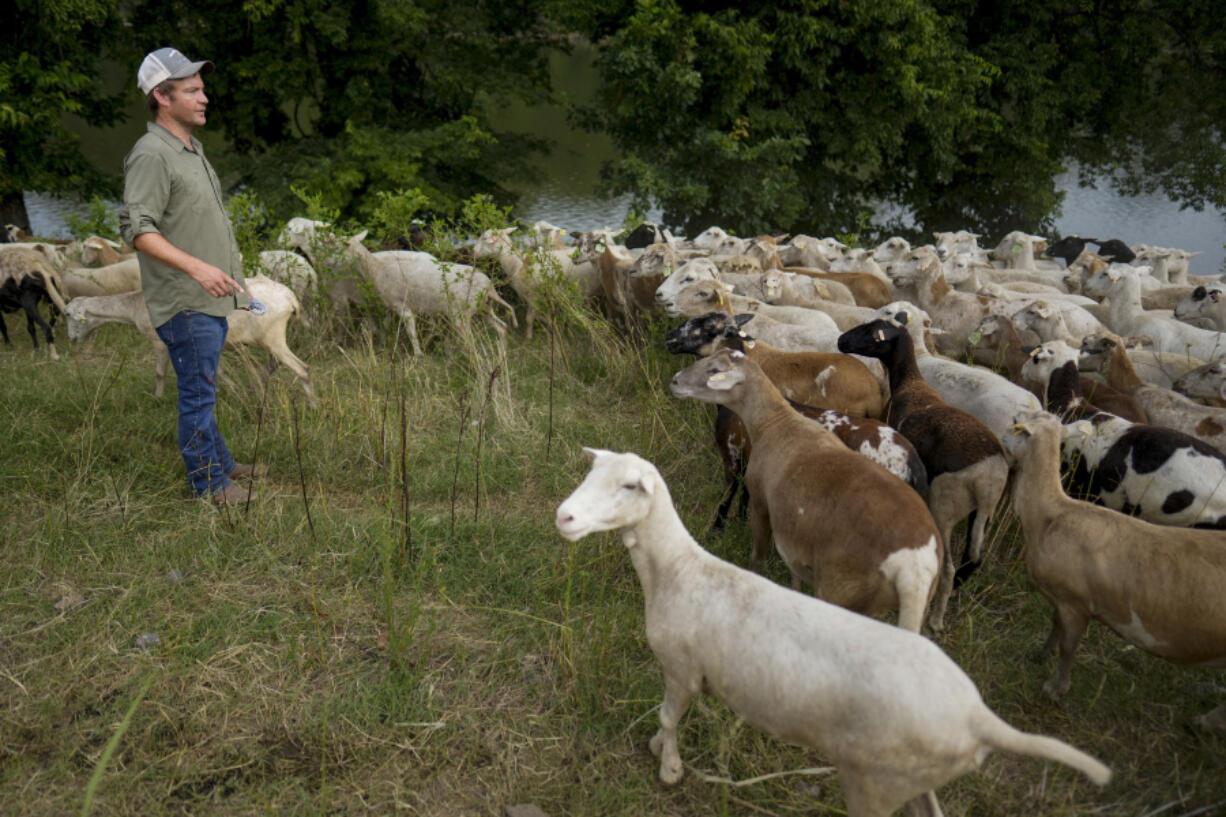 Zach Richardson, owner of the Nashville Chew Crew, looks over his flock July 9 along the Cumberland River bank in Nashville, Tenn. The sheep are used to clear out overgrown weeds and invasive plants in the city&rsquo;s parks, greenways and cemeteries.