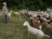 Zach Richardson, owner of the Nashville Chew Crew, looks over his flock July 9 along the Cumberland River bank in Nashville, Tenn. The sheep are used to clear out overgrown weeds and invasive plants in the city&rsquo;s parks, greenways and cemeteries.