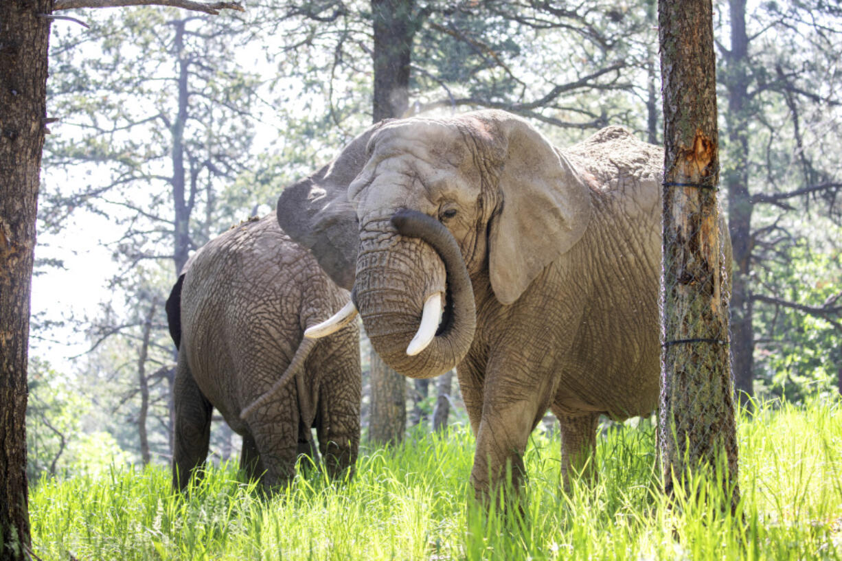 This undated photo provided by the Cheyenne Mountain Zoo shows elephants Kimba, front, and Lucky, back, at the Zoo in Colorado Springs, Colo.