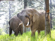 This undated photo provided by the Cheyenne Mountain Zoo shows elephants Kimba, front, and Lucky, back, at the Zoo in Colorado Springs, Colo.