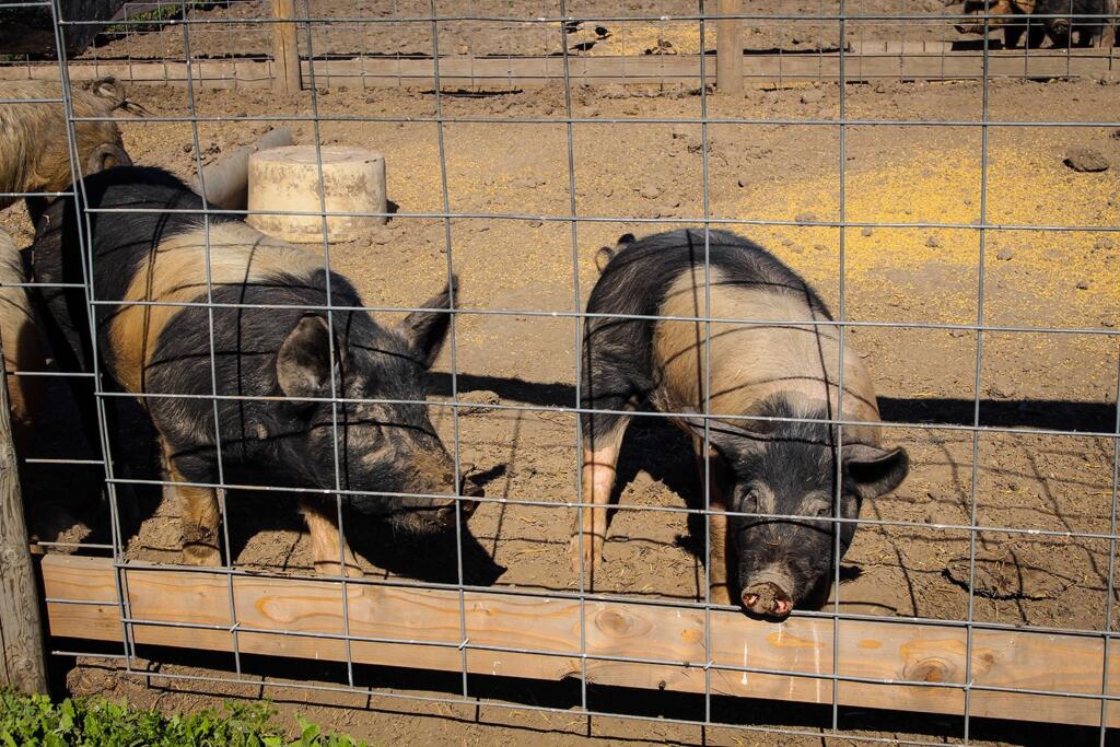 Oregonians raise about 3,000 pigs every year and at least one just became infected with bird flu.