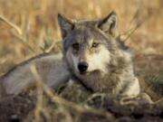 A gray wolf. (U.S.