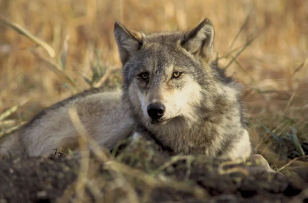 A gray wolf. (U.S.