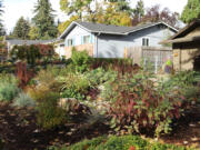 Vancouver husband and wife James Lanz and Kate Ketcham have transformed their front and backyards into prime pollinator habitat by planting native species. The idea seems to be catching on. Several of their Cascade Park neighbors have also begun planting native species in their yards.