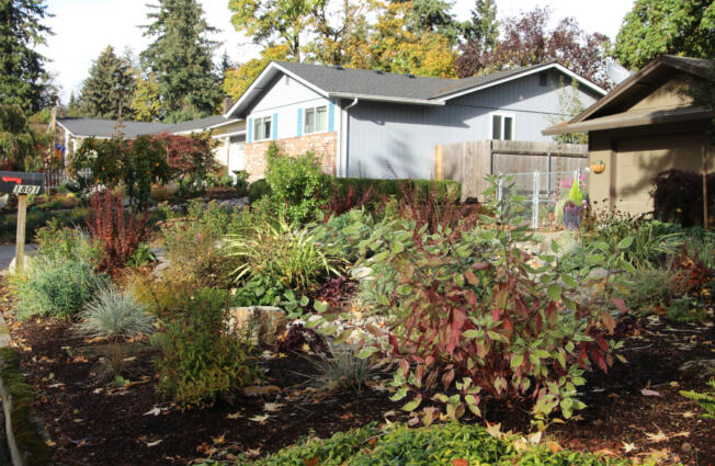 Vancouver husband and wife James Lanz and Kate Ketcham have transformed their front and backyards into prime pollinator habitat by planting native species. The idea seems to be catching on. Several of their Cascade Park neighbors have also begun planting native species in their yards.