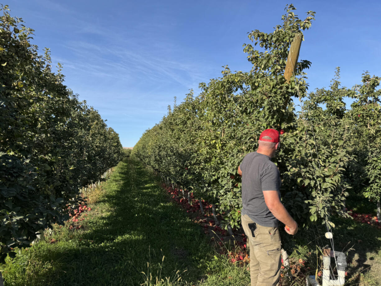 Apple farmers like Tim Calhoun take just a short break between the apple harvest and pruning trees for the next crop.