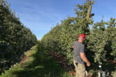 Apple farmers like Tim Calhoun take just a short break between the apple harvest and pruning trees for the next crop.