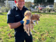 On Nov. 4, two dogs were dropped at Vancouver Fire Department Station 2. The crew affectionately named them Tom and Jerry.