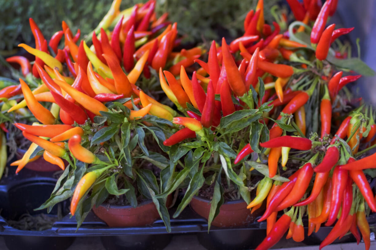 Hot peppers&rsquo; spicy heat is measured in Scoville heat units, named for Wilbur Scoville. The level of heat was originally determined by a panel of individual tasters.