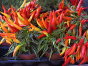 Hot peppers&rsquo; spicy heat is measured in Scoville heat units, named for Wilbur Scoville. The level of heat was originally determined by a panel of individual tasters.