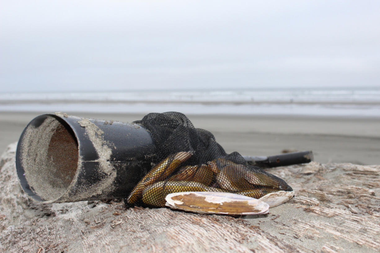 Razor clams are tasty, and gathering them involves an outing on the beach. Each clammer must dig his own clams and keep them in a separate container.