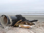 Razor clams are tasty, and gathering them involves an outing on the beach. Each clammer must dig his own clams and keep them in a separate container.