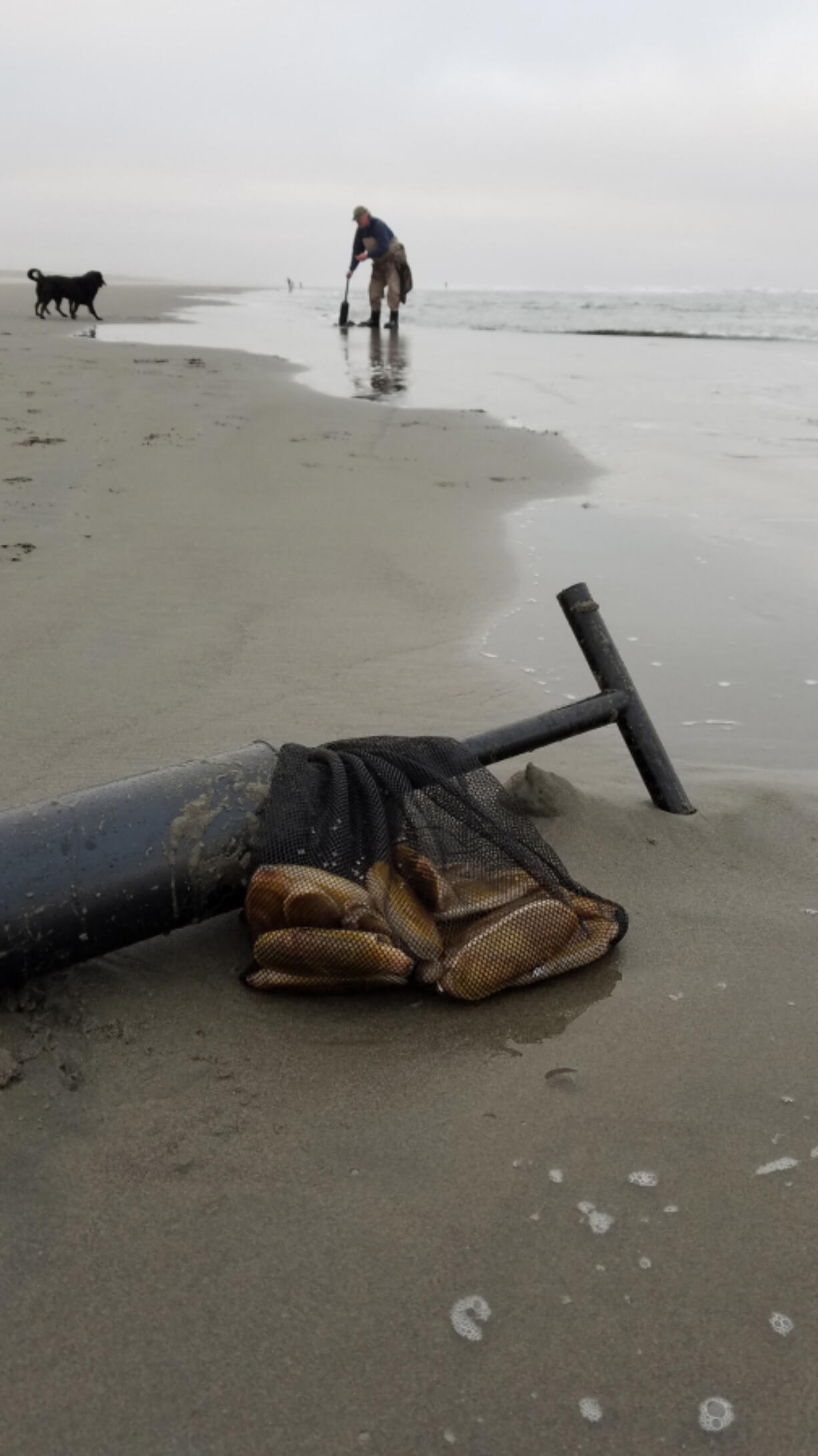 Clammers are reminded that each person must dig their own clams and keep them in a separate container. November will offer diggers several evening opportunities starting this weekend.