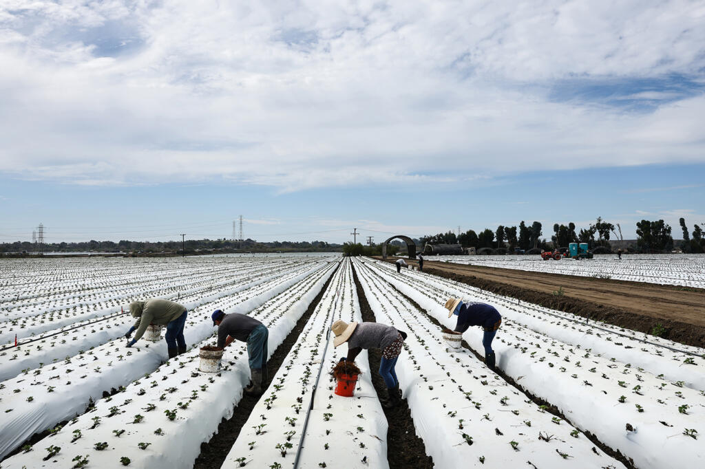 Farm workers labor in a strawberry field amid drought conditions on Aug. 5, 2022, near Ventura, California.