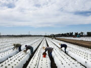 Farm workers labor in a strawberry field amid drought conditions on Aug. 5, 2022, near Ventura, California.