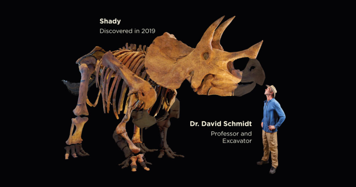 A &Ccedil;&fnof;&uacute;simulation&Ccedil;&fnof;&ugrave; of what the fossil will look like after it is reconstructed, the college said. The unshaded bones represent those the Westminster team has recovered since 2019.