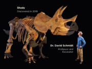 A &Ccedil;&fnof;&uacute;simulation&Ccedil;&fnof;&ugrave; of what the fossil will look like after it is reconstructed, the college said. The unshaded bones represent those the Westminster team has recovered since 2019.