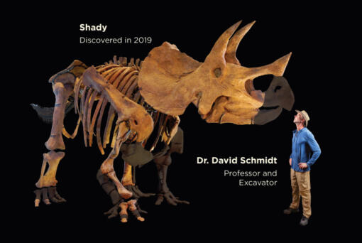 A &Ccedil;&fnof;&uacute;simulation&Ccedil;&fnof;&ugrave; of what the fossil will look like after it is reconstructed, the college said. The unshaded bones represent those the Westminster team has recovered since 2019.