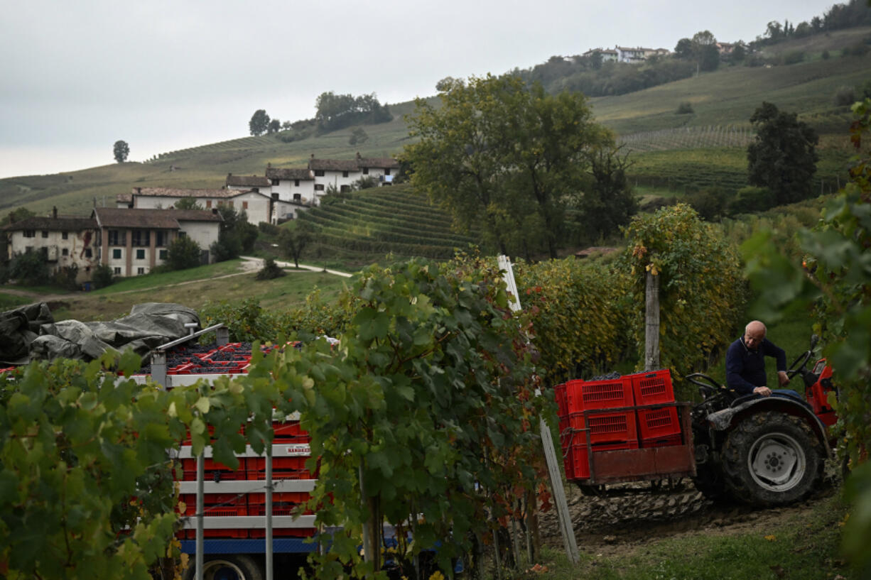 Andrea Oberto drives a tractor carrying boxes of Nebbiolo grapes used to make Barolo wine during a harvest Oct. 9 at the Andrea Oberto vineyards in the Langhe countryside, in La Morra, northwestern Italy.