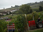 Andrea Oberto drives a tractor carrying boxes of Nebbiolo grapes used to make Barolo wine during a harvest Oct. 9 at the Andrea Oberto vineyards in the Langhe countryside, in La Morra, northwestern Italy.