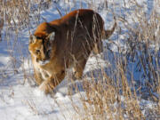 Three Idaho hunting guides face felony Lacey Act charges after federal officials say they illegally led hunts and falsified documents to Idaho and Wyoming wildlife officials.