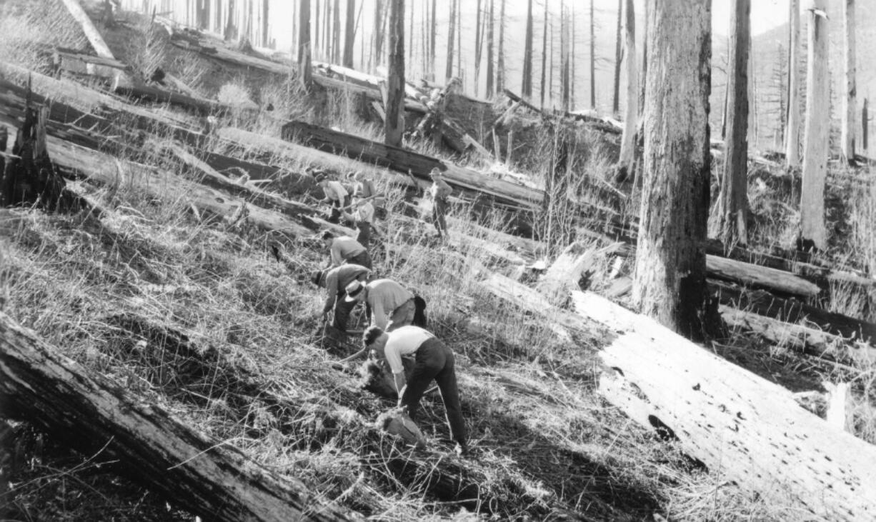 During the Great Depression, the Civilian Conservation Corps sent workers to reforest the Yacolt Burn. This 1936 photo is thought to have been shot in an area near Texas Creek in the upper Washougal River drainage.