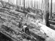 During the Great Depression, the Civilian Conservation Corps sent workers to reforest the Yacolt Burn. This 1936 photo is thought to have been shot in an area near Texas Creek in the upper Washougal River drainage.