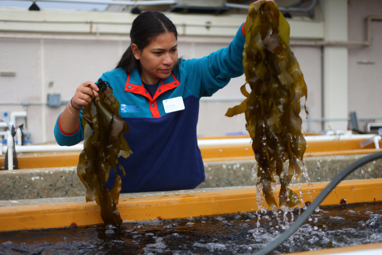 Julieta Gomez a kelp restoration specialist looks over a sample of bull kelp growing in an outdoor tank Oct. 9 at The UC Davis Coastal and Marine Sciences Institute&rsquo;s Bodega Marine Laboratory in Bodega Bay, Calif. Kelp forests vanished off the northern California coast a decade ago.